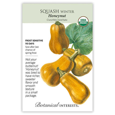 Squash 'Winter Honeynut'
