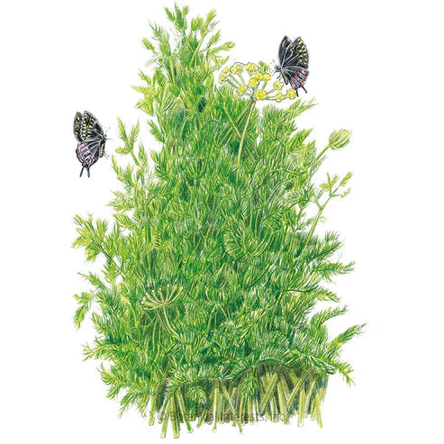 Dill 'Tetra'