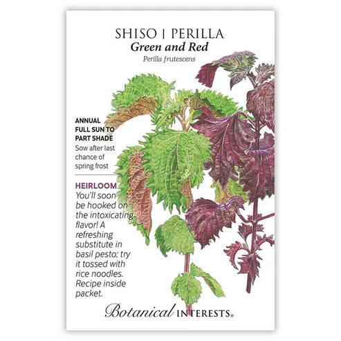 Shiso 'Perilla Green & Red'