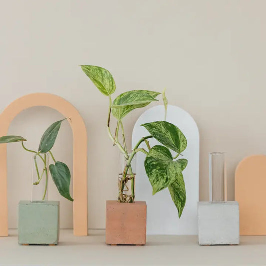 Assorted Tropical Propagation