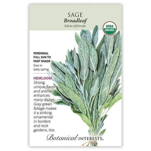 Sage 'Broadleaf'