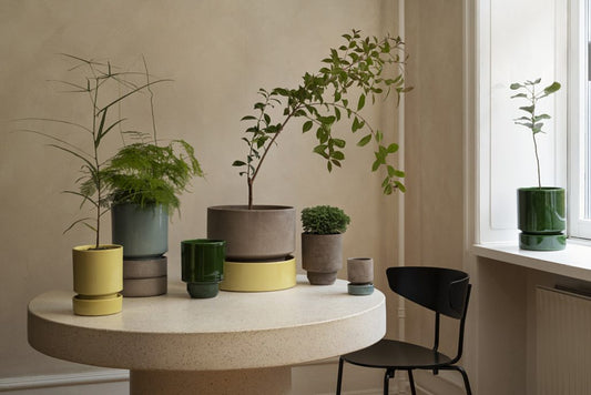 Bergs 'Hoff' Pot w/ Saucer