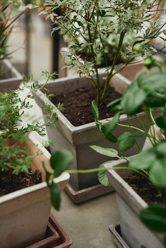 Bergs 'Gaia' Pot
