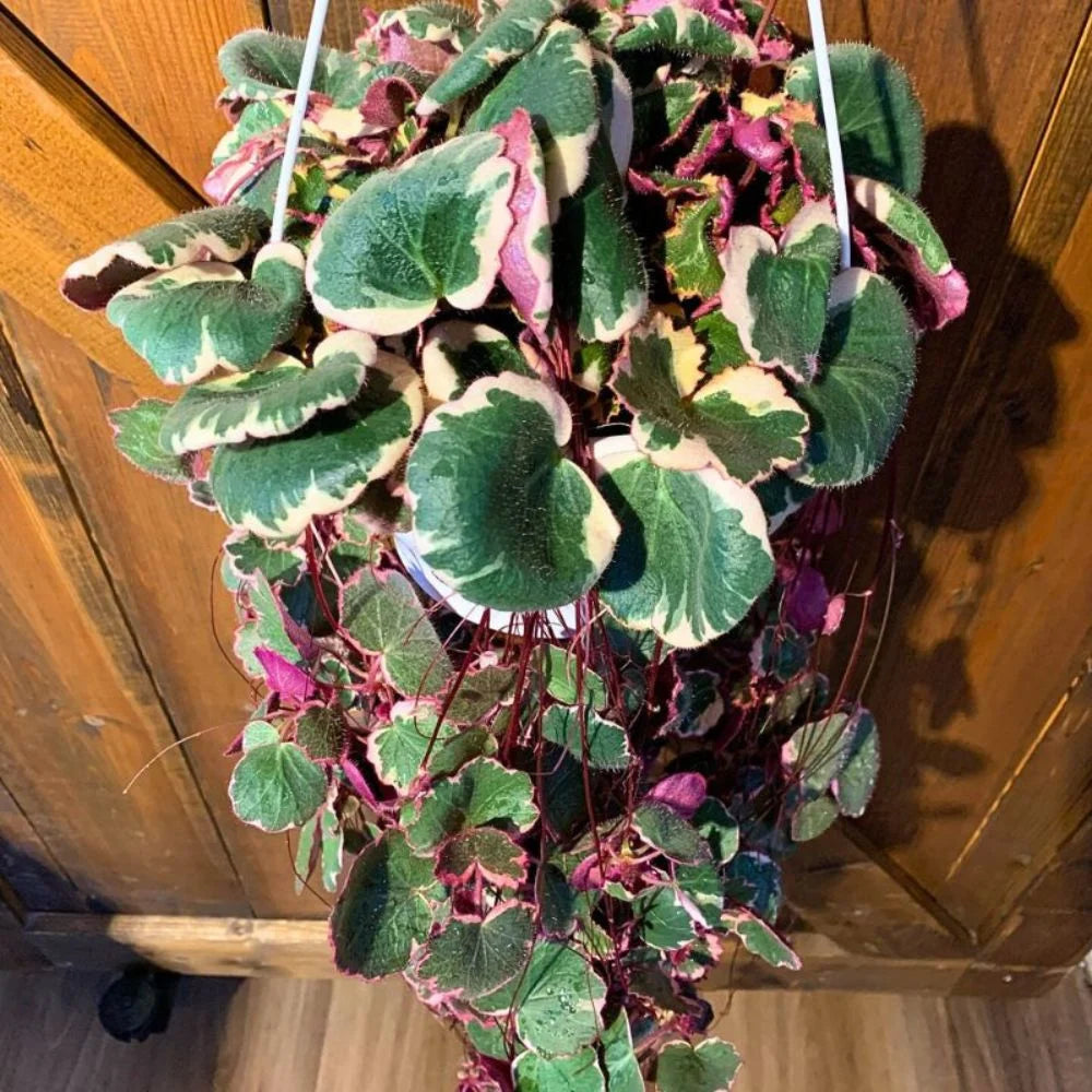 Saxifraga 'Variegated'