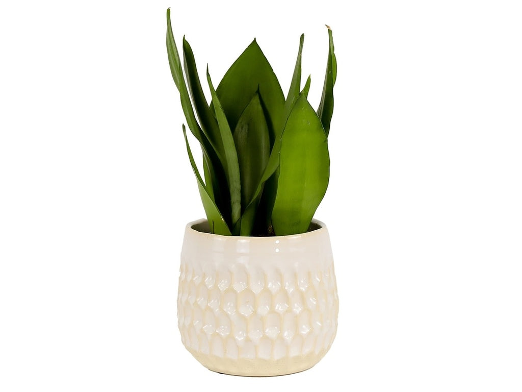 Cambria Planter