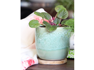 Jewel Teacup Planter