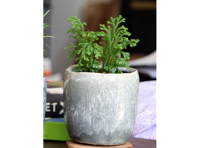 Jewel Teacup Planter