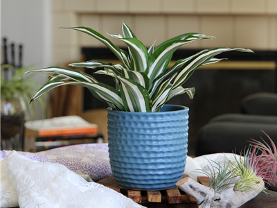 Honeycomb Planter