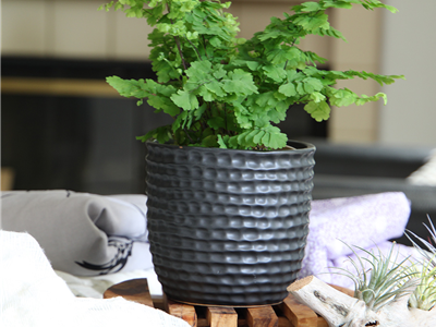 Honeycomb Planter