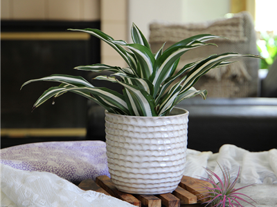 Honeycomb Planter