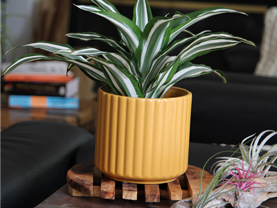 Brush Comb Planter