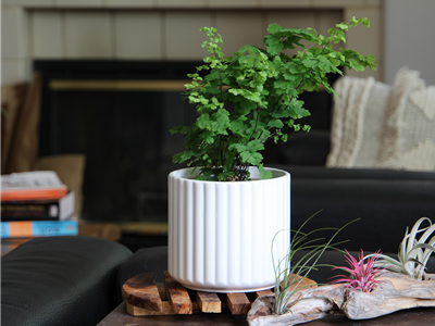 Brush Comb Planter