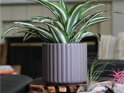 Brush Comb Planter