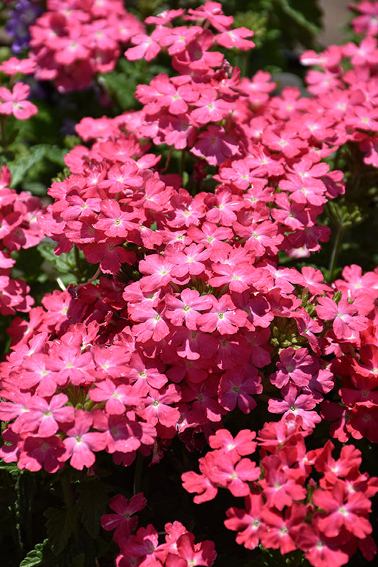 Verbena 'Firehouse'