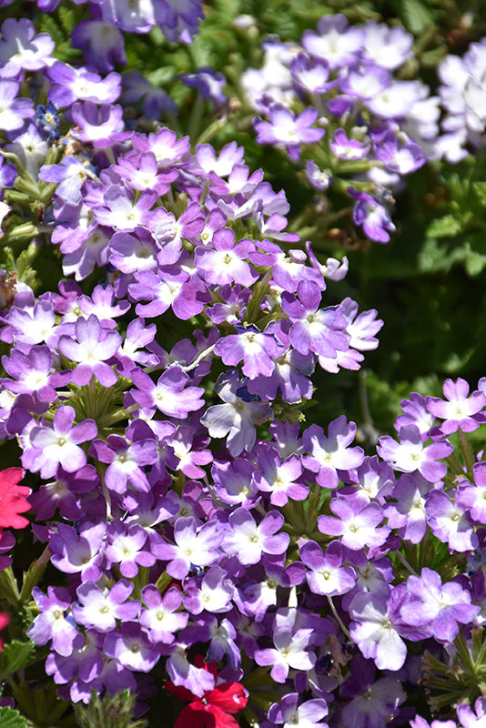 Verbena 'Firehouse'