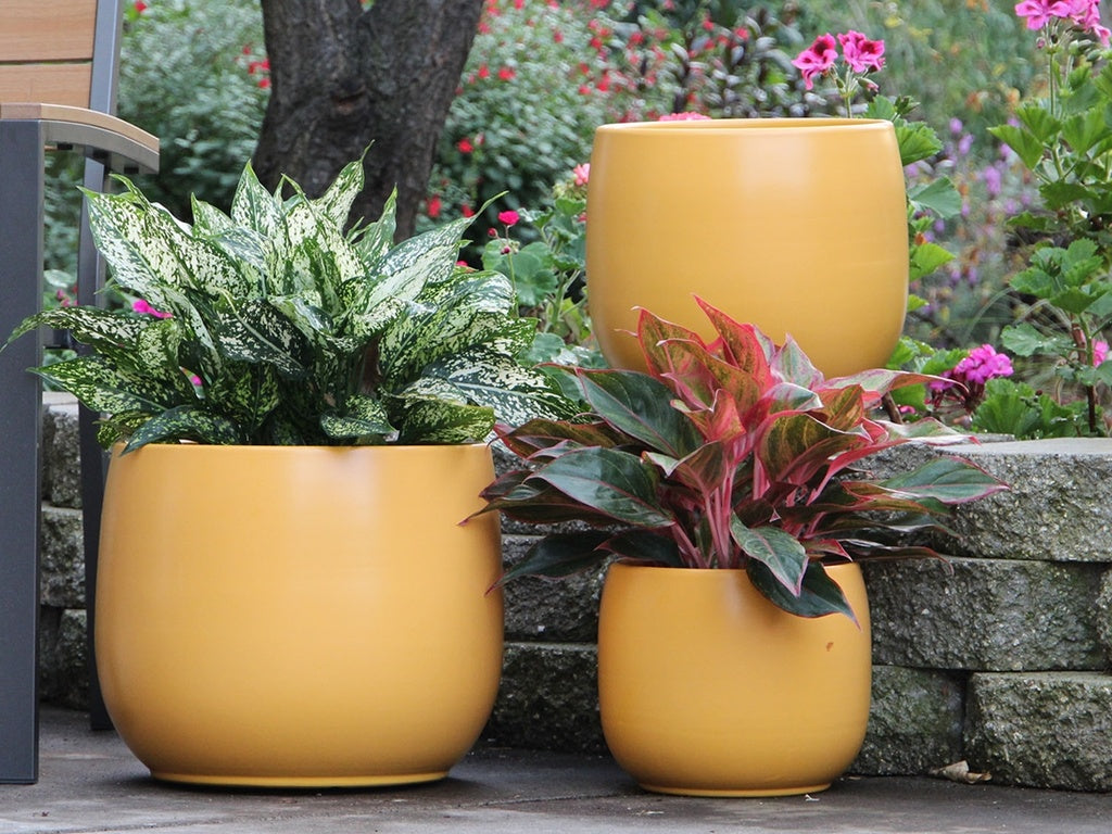 Dahlia Planter