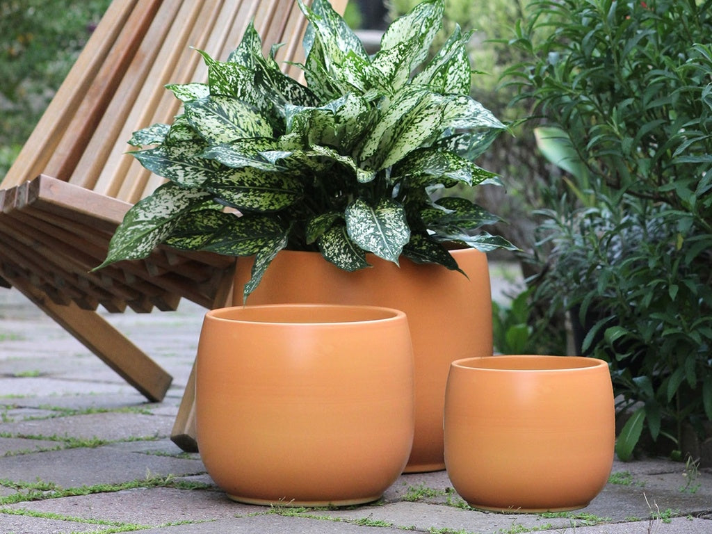Dahlia Planter