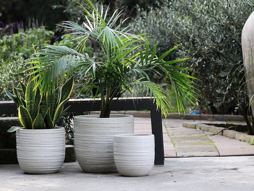 Bergonia Planter