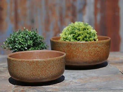 Succulent Bowl