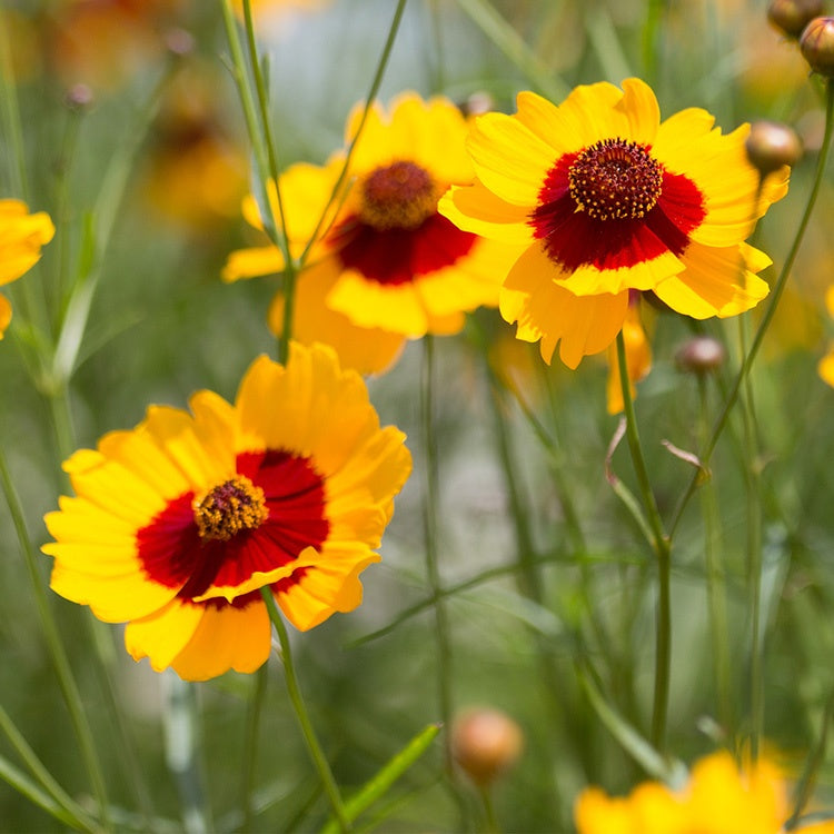 Coreopsis 'Plains'