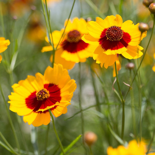 Coreopsis 'Plains'
