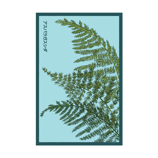 Asparagus Fern Seed Packet