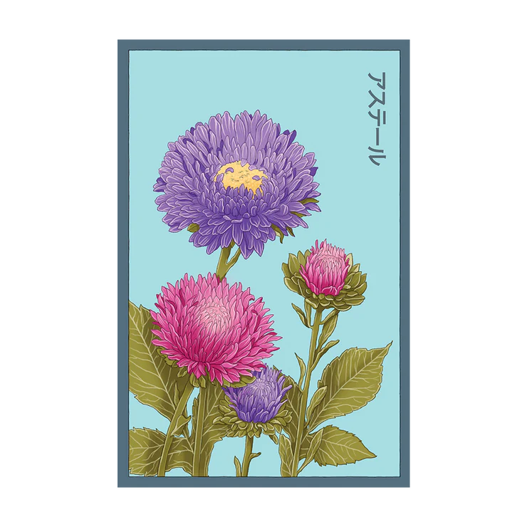 Aster Flower Seed Packet