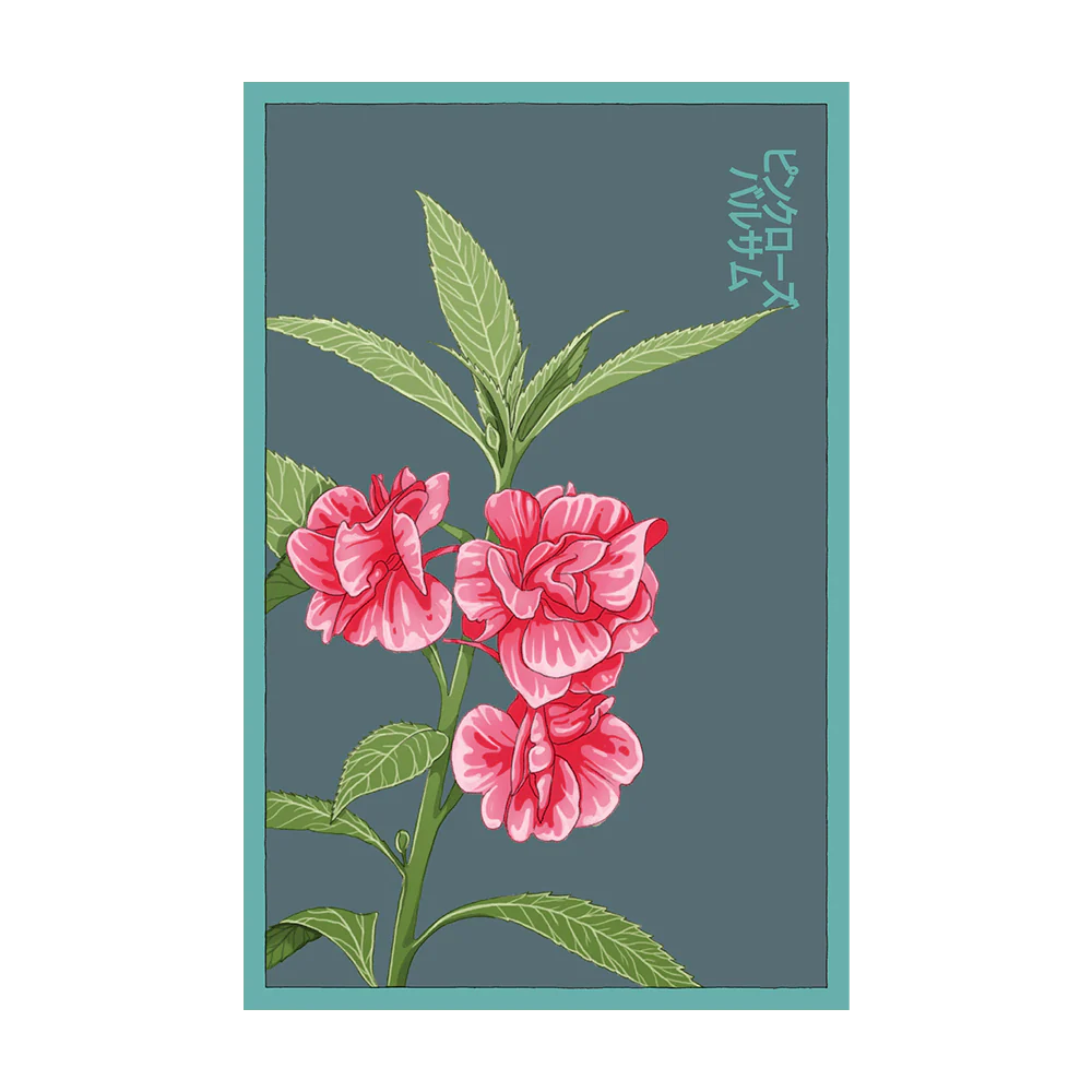 Shido Pink Rose Balsam Seed Packet