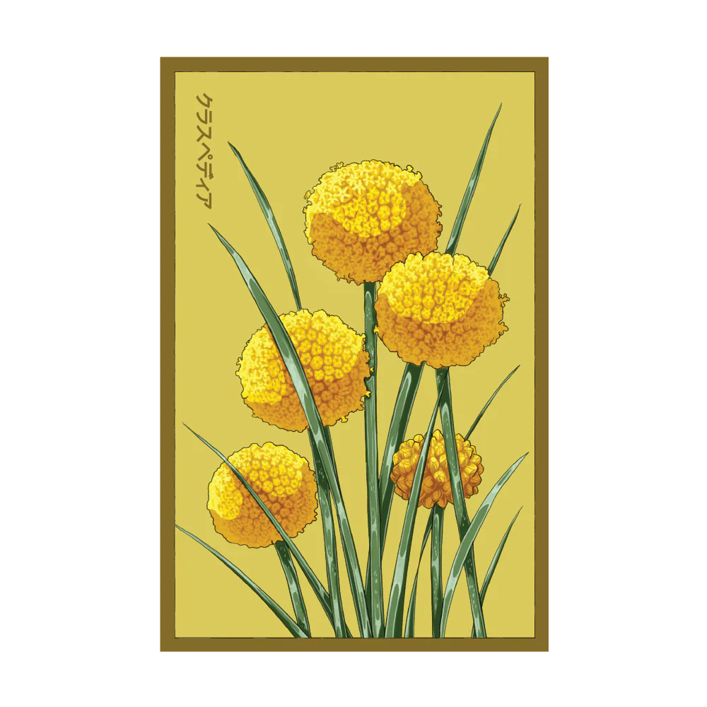 Shido Billy Buttons Seed Packet