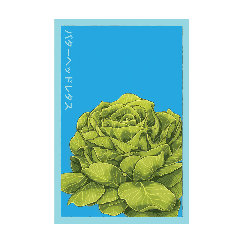 Shido Butterhead Lettuce Seed Packet