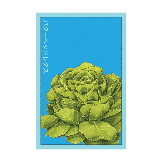 Shido Butterhead Lettuce Seed Packet