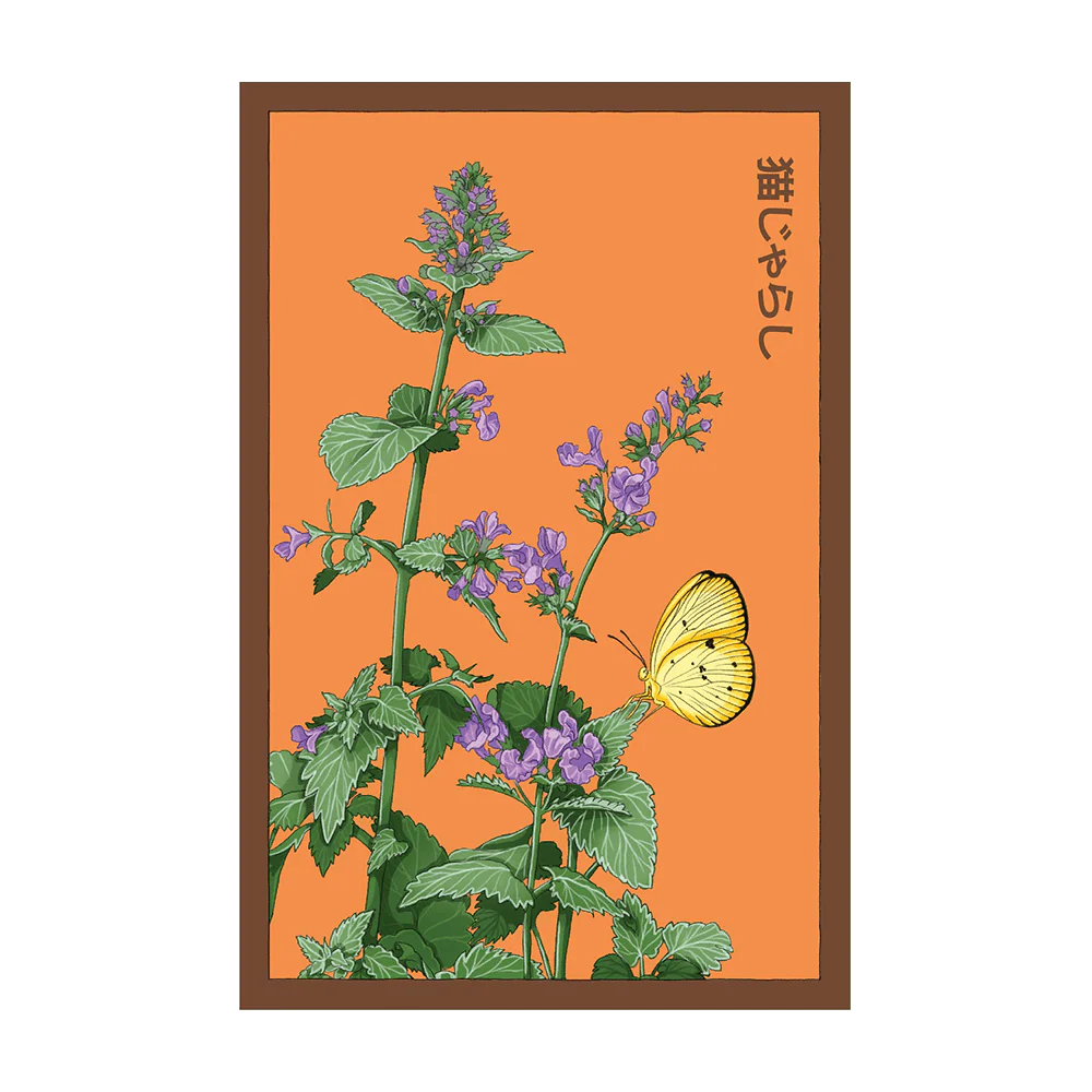 Shido Catnip Seed Packet