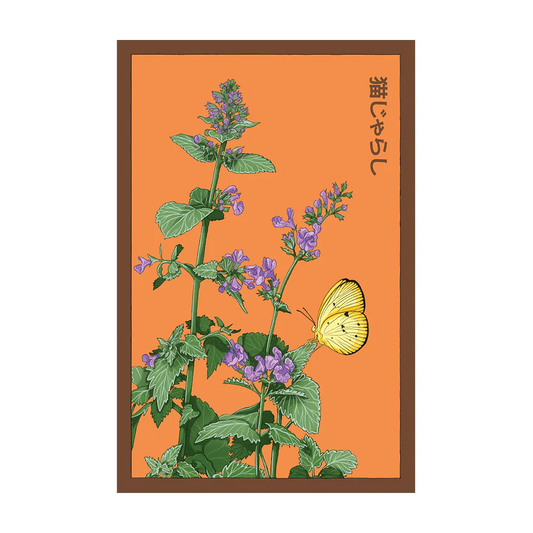 Shido Catnip Seed Packet