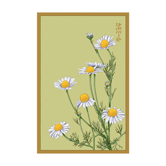 Shido Chamomile Seed Packet