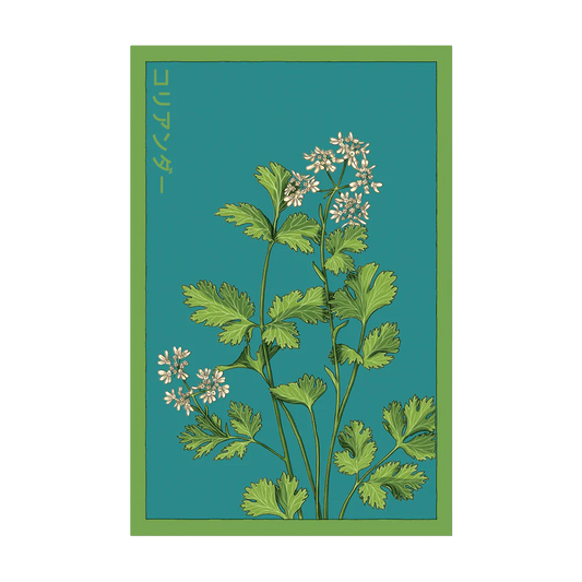 Shido Cilantro Seed Packet