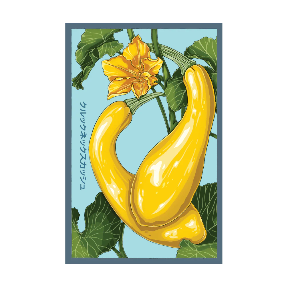 Shido Crookneck Squash Seed Packet