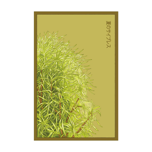 Summer Cypress Seed Packet