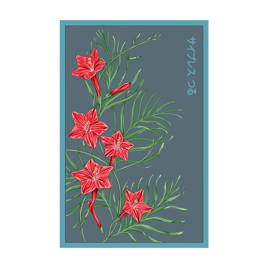 Shido Cypressvine 'Star Glory' Seed Packet