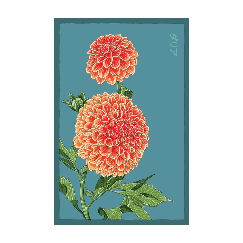 Shido Dahlia Seed Packet