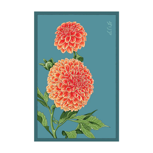 Shido Dahlia Seed Packet