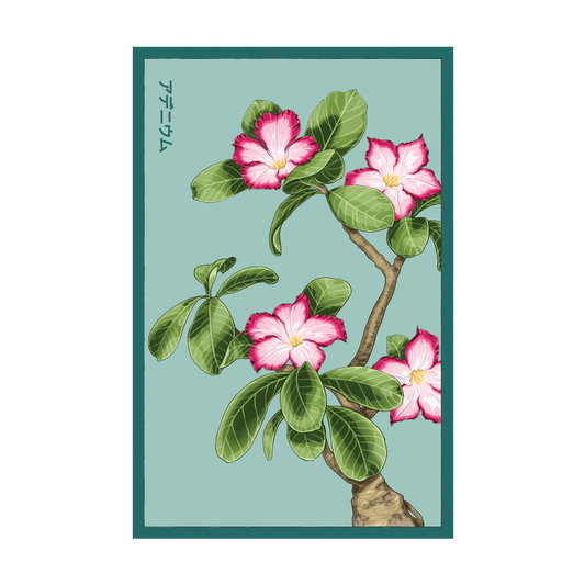 Shido Desert Rose Seed Packet