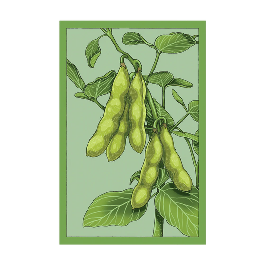 Shido Edamame Seed Packet