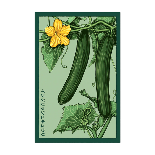Shido English Cucumber Seed Packet