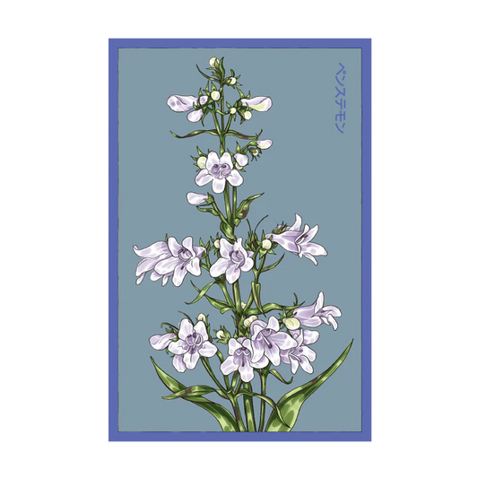 Shido Foxglove Beard Tongue Seed Packet
