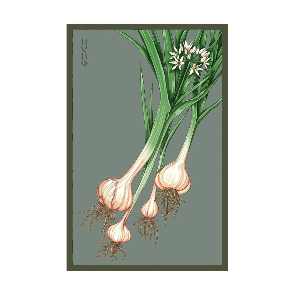 Shido Garlic Seed Packet