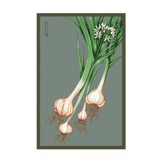 Shido Garlic Seed Packet