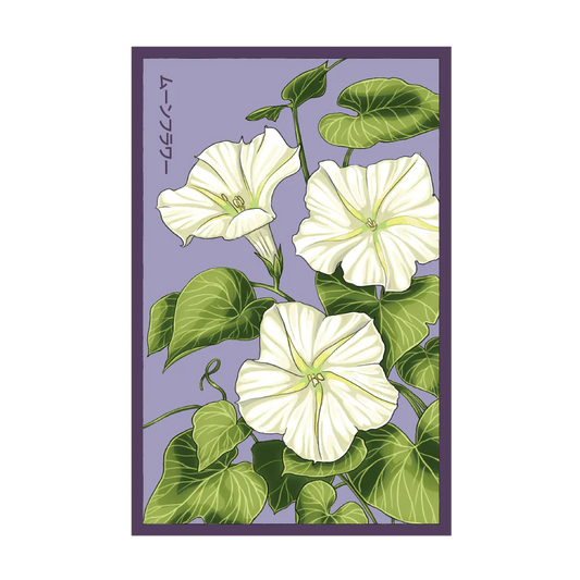 Shido Giant Moonflower Seed Packet