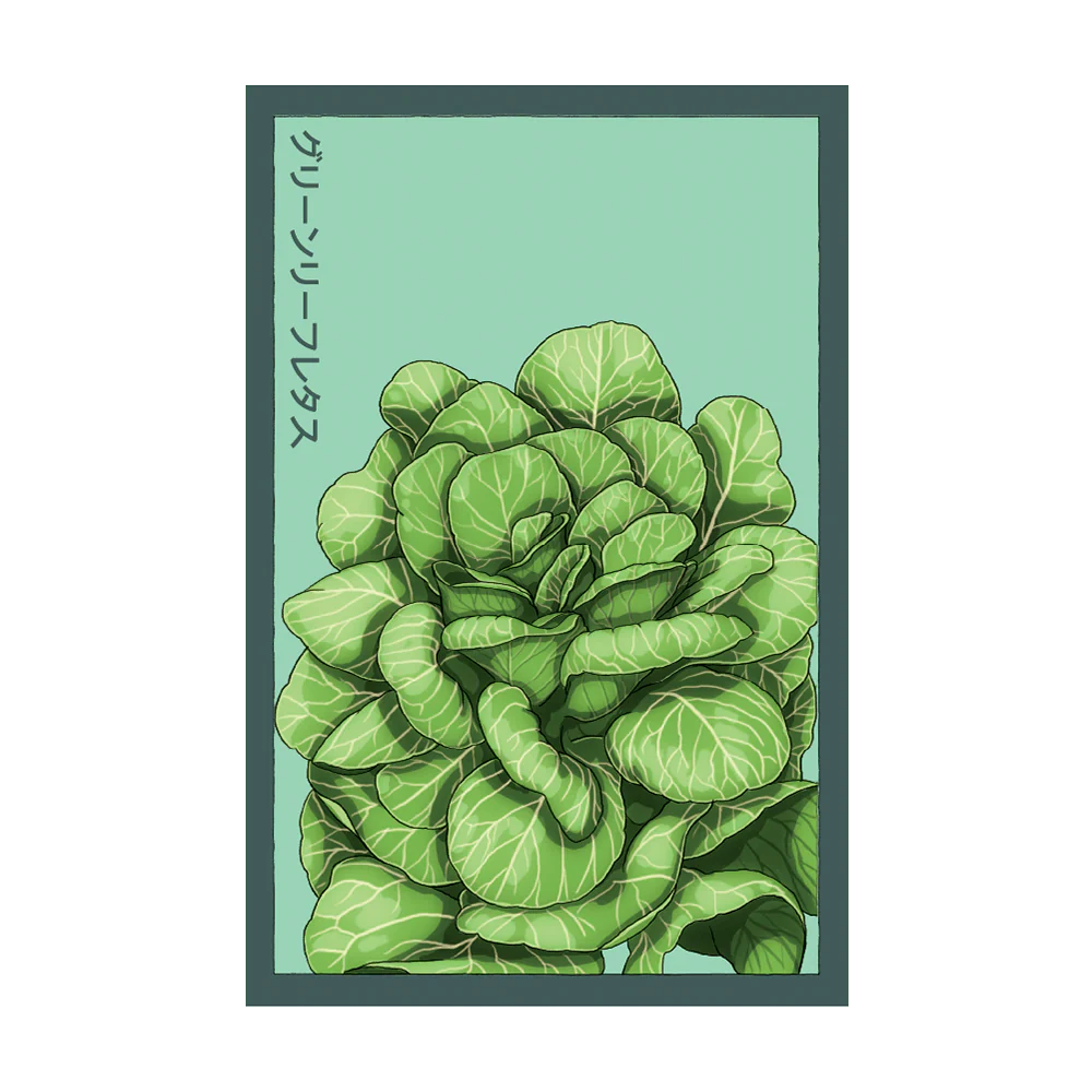 Shido Green Leaf Lettuce Seed Packet