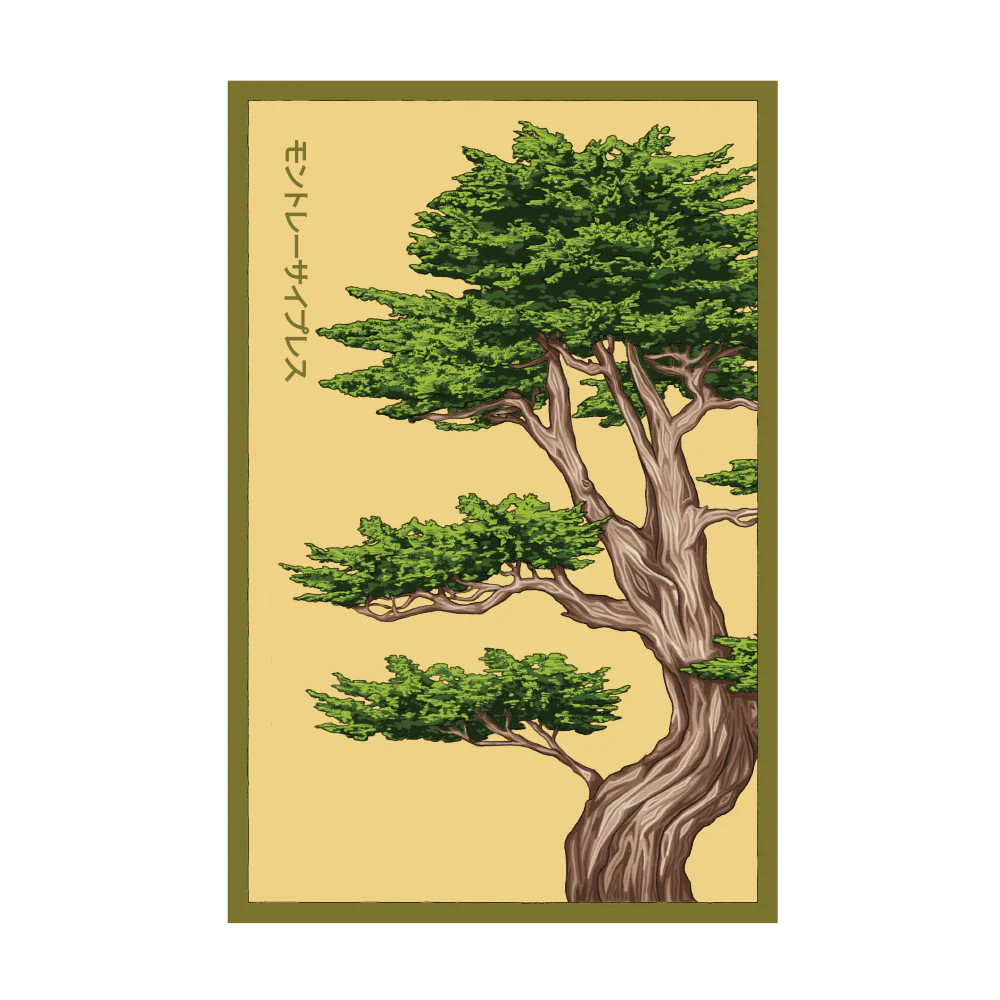 Shido Monterey Cypress Seed Packet