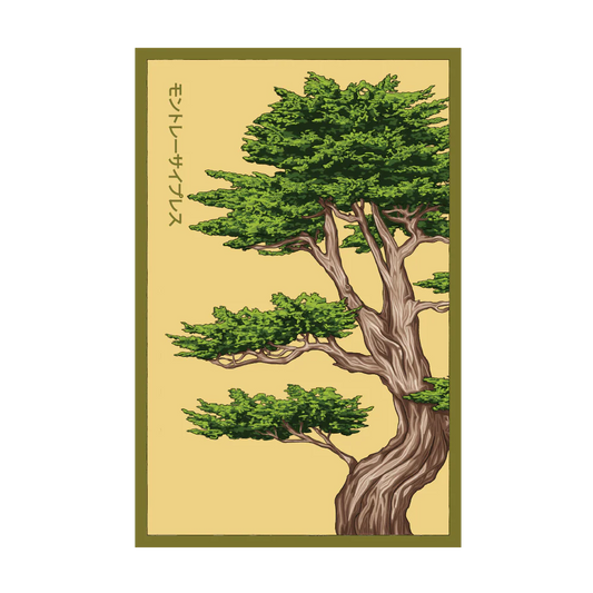Shido Monterey Cypress Seed Packet